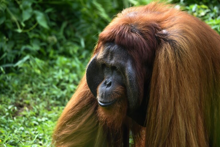 Top Destinations For Your Luxury Trip to Borneo
